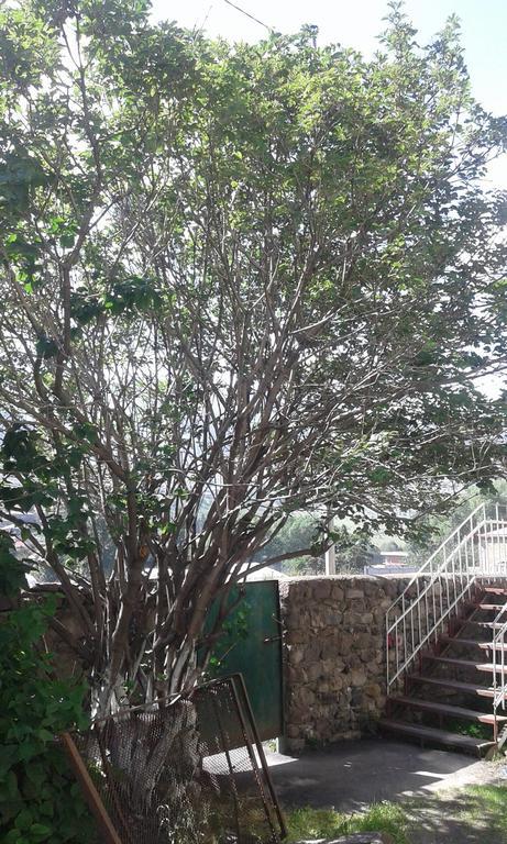 קזבגי Guest House Dodo מראה חיצוני תמונה